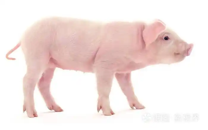 白色背景的小粉红色猪照片-正版商用图片18y2ok-摄图新视界