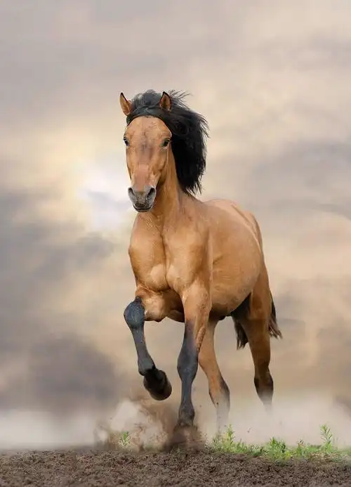 1200_1664竖版 竖屏