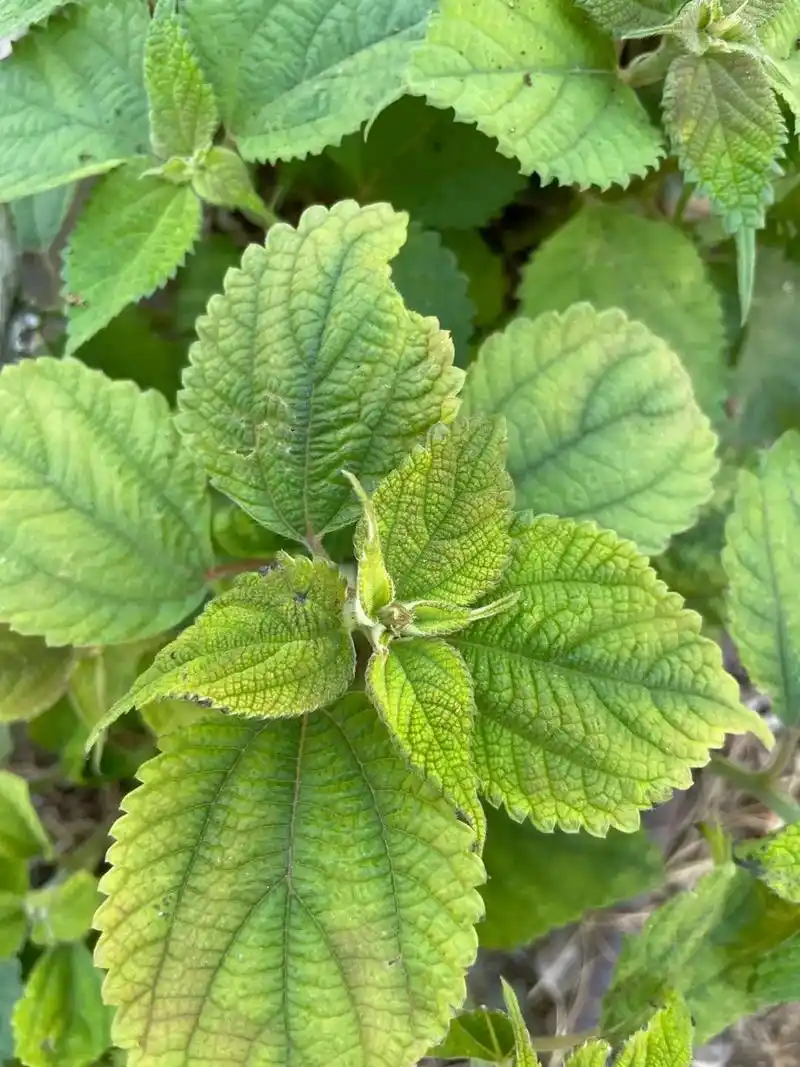 "中国草"苎麻,夏布之美的材质,中国原生的纤维作物之一,考古 - 抖音