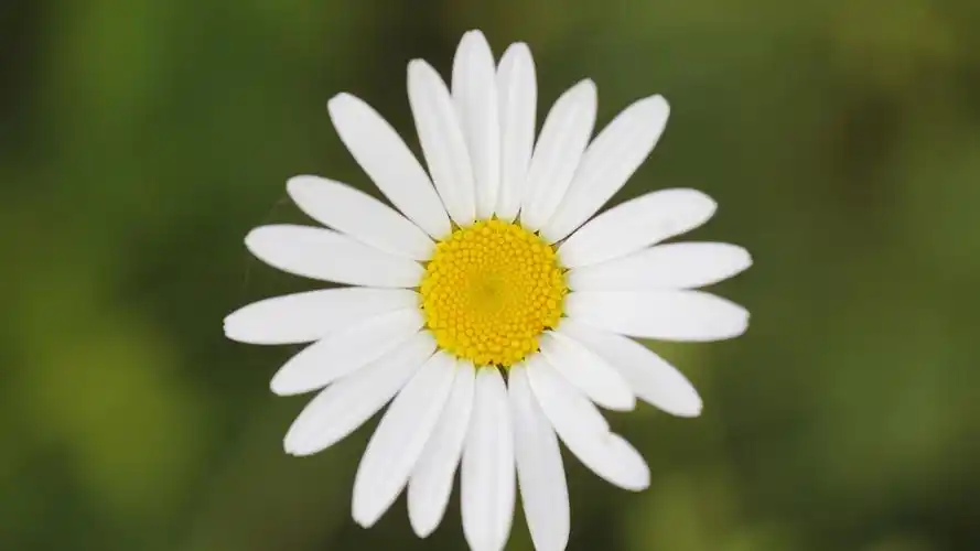 安装元气桌面,海量壁纸一键设置尺寸:1920x1080体积:0.