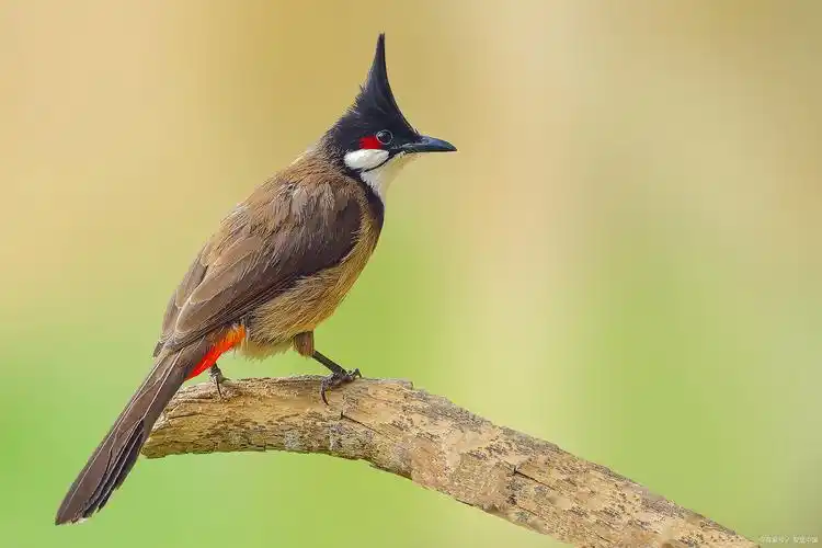 红耳鹎鸟怎么养才认主人?