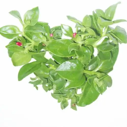 优质新鲜田七叶 三七叶 山漆 野菜可炒食凉拌上汤饺子馅跌打500g