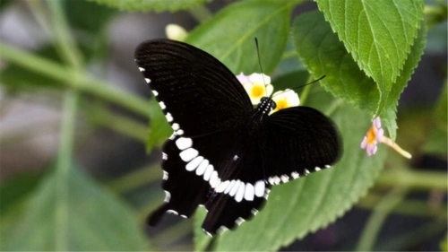 黑凤蝶户外摄影图片高清电脑桌面壁纸下载