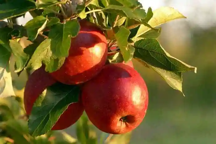 how to grow a dwarf apple tree
