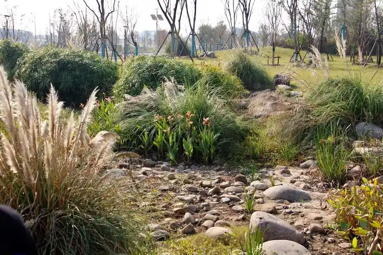 雨水花园       澎湃新闻记者 王昱 图