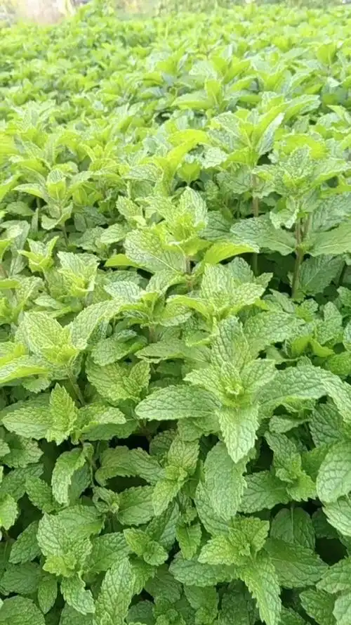 野生薄荷, 清热解毒.