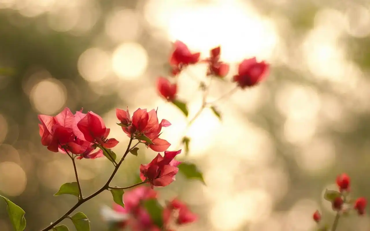 清新唯美花卉植物风景桌面壁纸