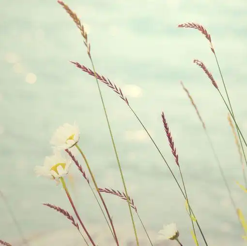 `,soft,淡雅,清新,小清新