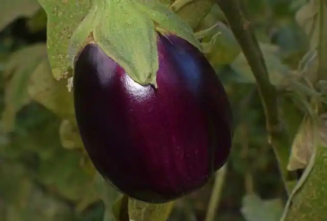 选择良好的茄子品种利于茄子的更好生长,农户要注意选择具备适应环境