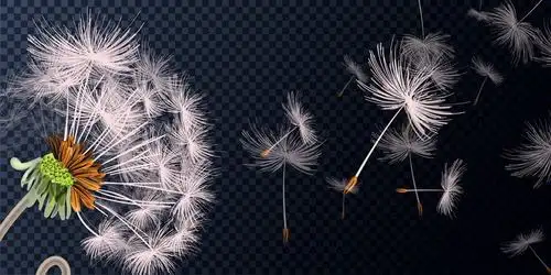 吹散的蒲公英漫天飞舞的蒲公英花絮图片免抠矢量素材