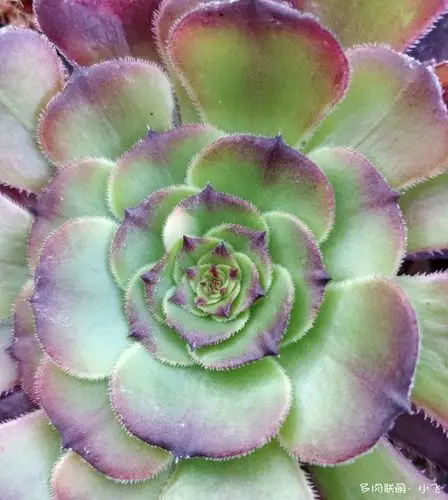 法师新品美娅法师培育记