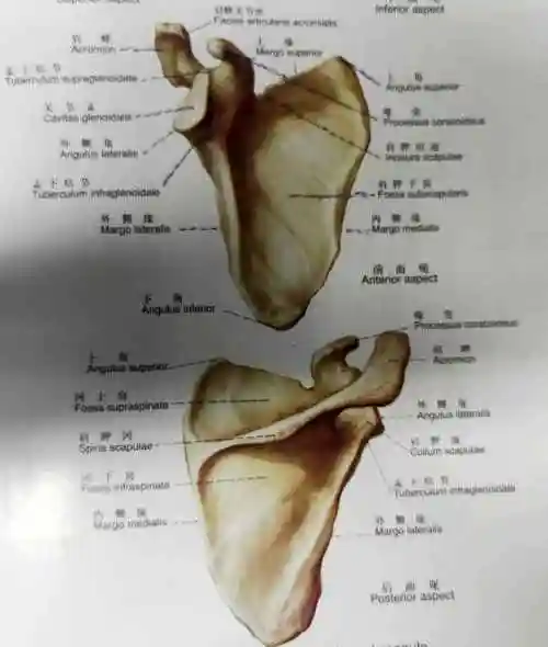 学习《x线读片指南》骨,关节系统——肩胛骨