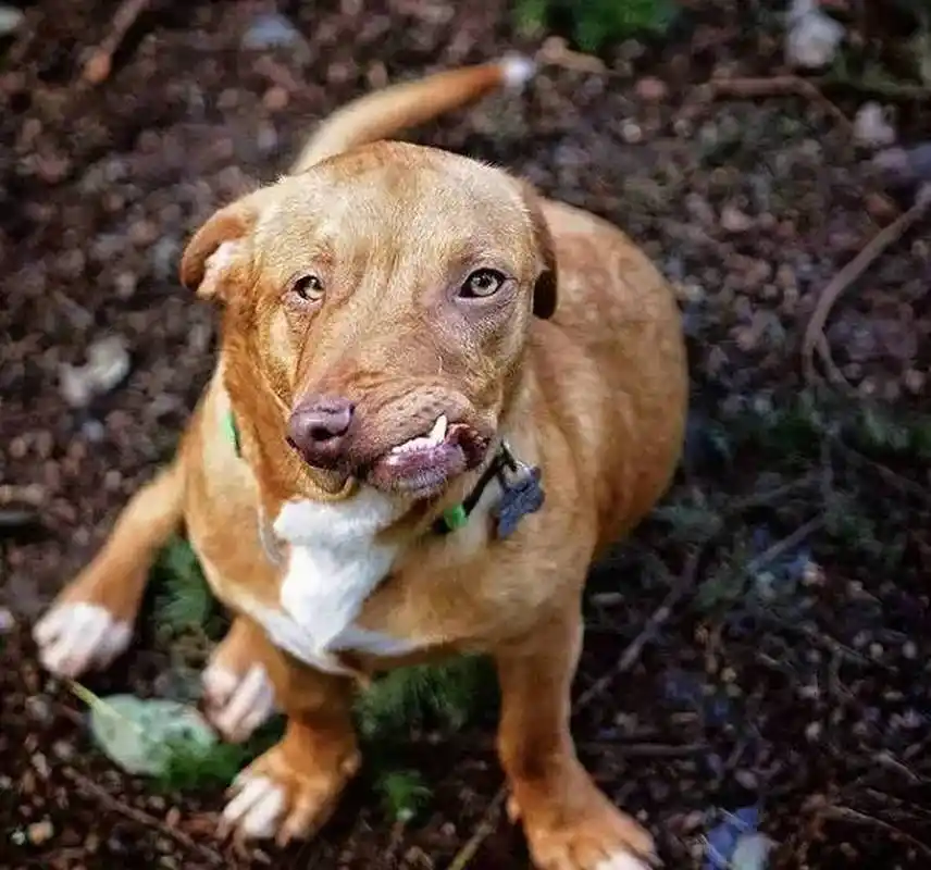 狗子天生畸形,主人长期虐待最后还要把它安乐死.你怎么看?