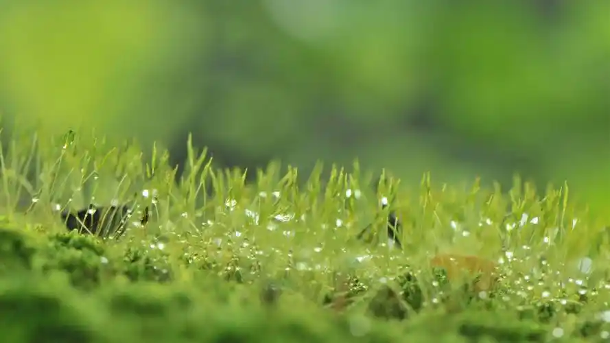 绿色草草地ppt背景图