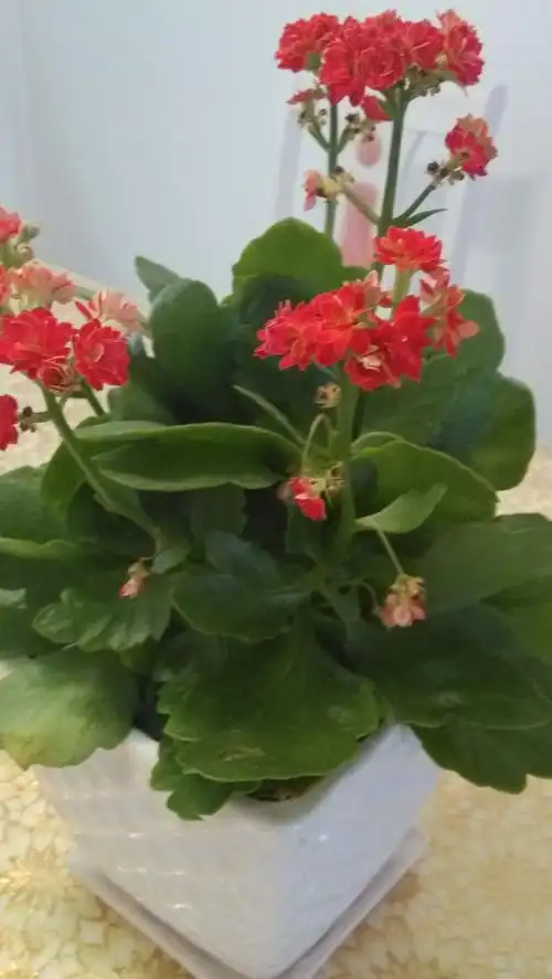 求一种植物的名字