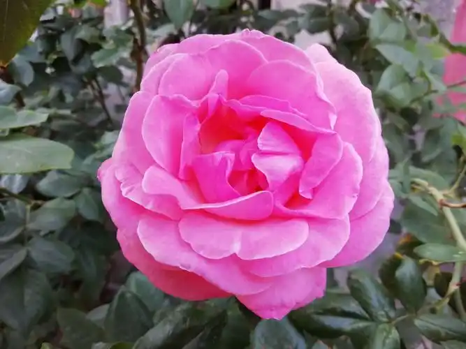 小区内的月季花