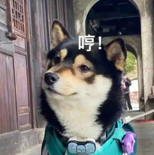 我胖达看镜头胖达我偏不