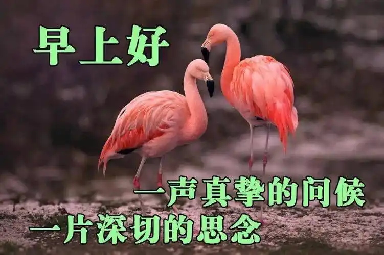 早上好问候美图早安问候语句