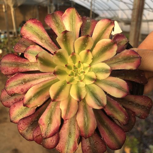 红颜法师多肉高端老桩一物一拍美杜莎法师多肉红覆轮锦法师包邮