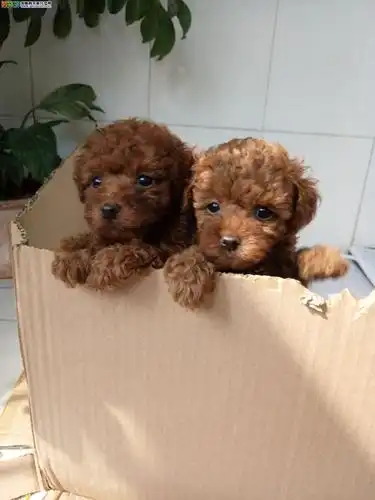 泰安泰迪犬价格