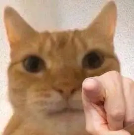 猫咪指人表情包 - 指人表情包系列_斗图表情
