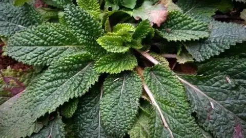 农村粘人的野草"癞头草",嚼2片叶子可以缓解牙疼,你知道吗?