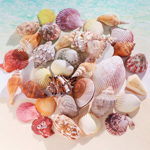 燕之雁 鱼缸造景天然贝壳海螺400g 品种多样 海洋海底装饰摆件 手工
