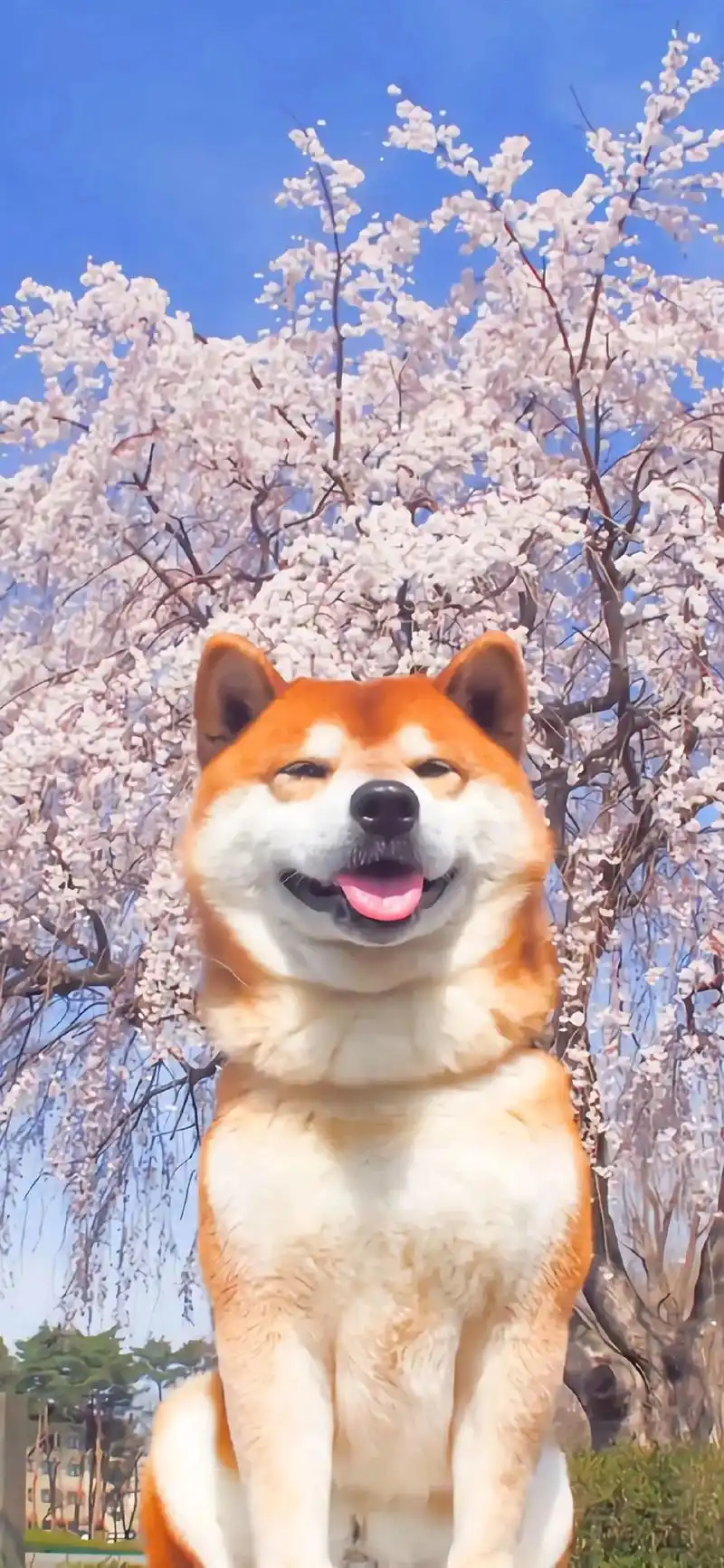 今日份微笑.#微笑柴犬 #治愈系壁纸 #它好像知道自己很可爱 - 抖音