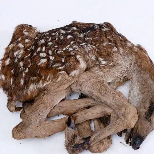 东北鹿乡特产鹿毛胎 纯正鹿胎美容养颜补气养血保胎产地批发图片