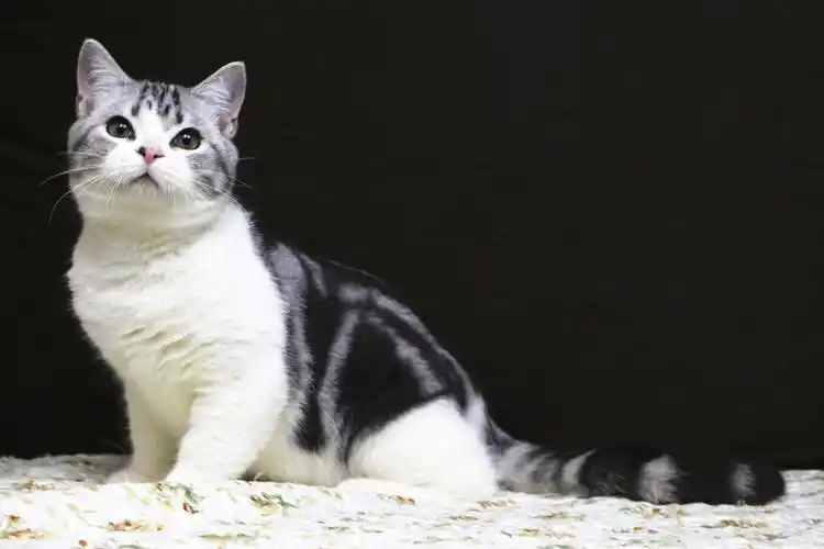 美国短毛美短加白猫咪起司猫弟弟幼猫宠物银虎猫咪