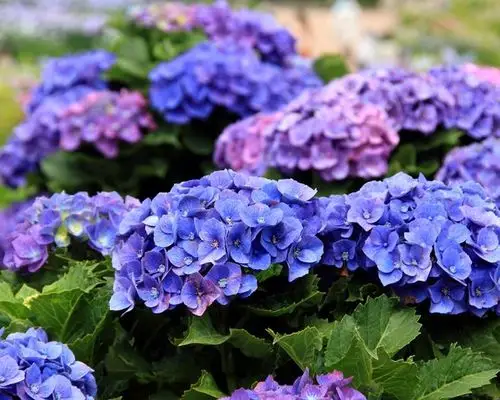 绣球花背景_百度图片搜索