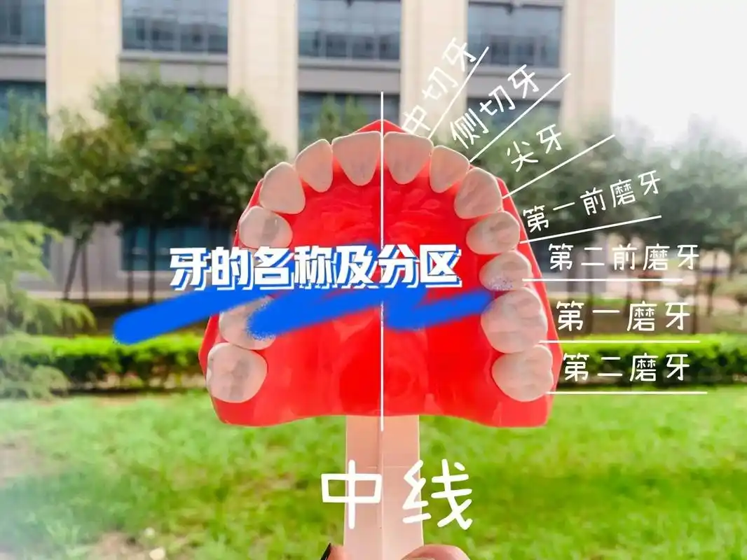 牙的名称及分区.#牙医 #医学生 #医考 #口腔医生 #口腔 - 抖音