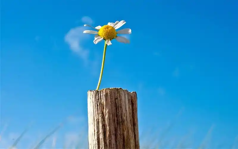 精选蓝天下的小雏菊特写高清图片桌面壁纸下载
