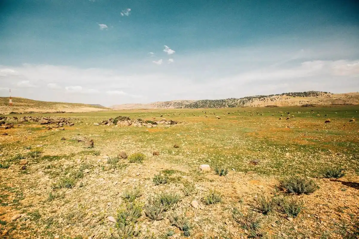 最干旱的草地——荒漠草原