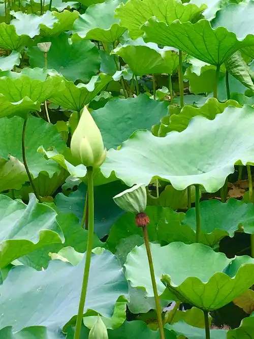 唯美荷花—夏日里最美的意境