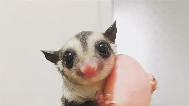 蜜袋鼯夏天怎么养?