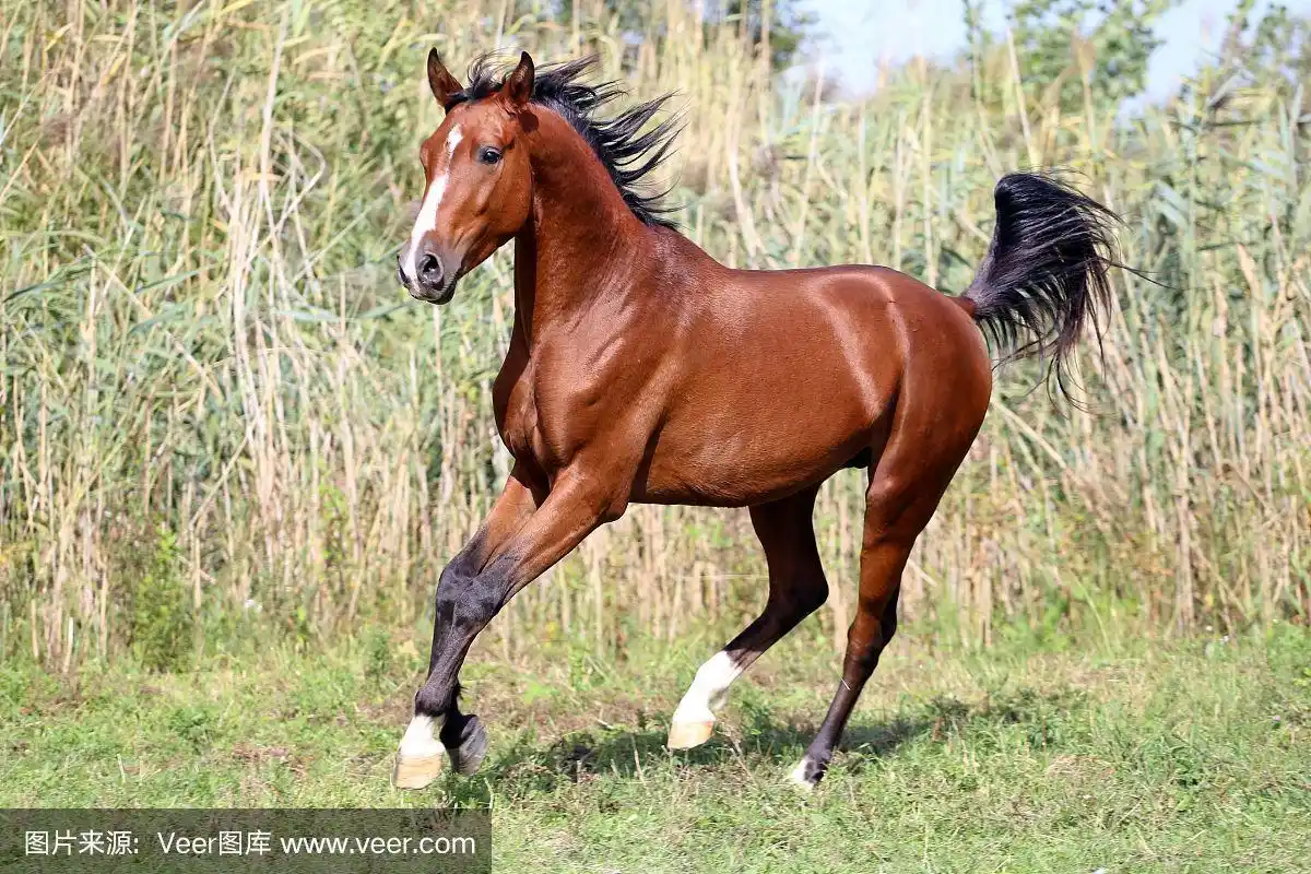 美丽的阿拉伯品种马在田野上奔跑