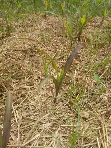 玉米苗发紫?(如图)