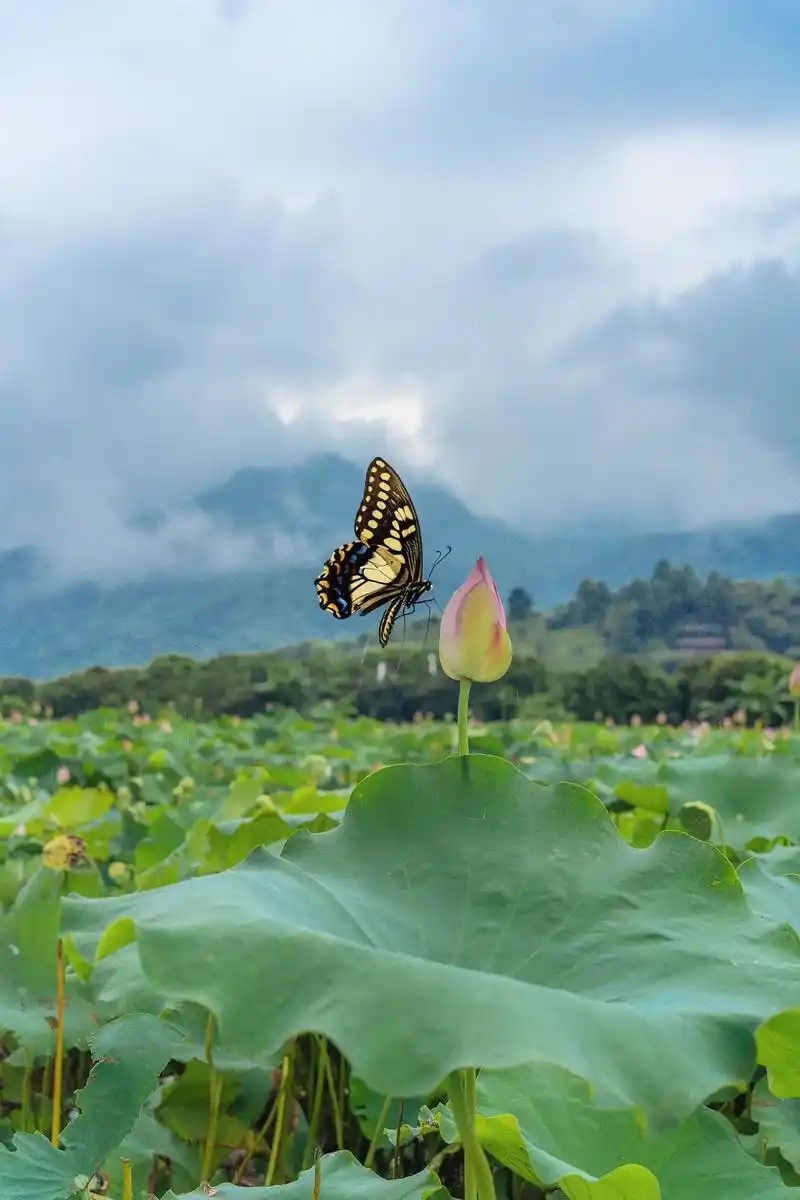 钓鲤村荷花园|小荷才露尖尖角,早有蝴蝶.92 yo, 各位摄 - 抖音