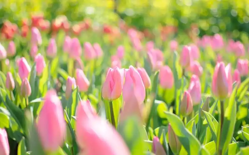 自然美景唯美花海图片电脑桌面壁纸图片下载 _ 图片网