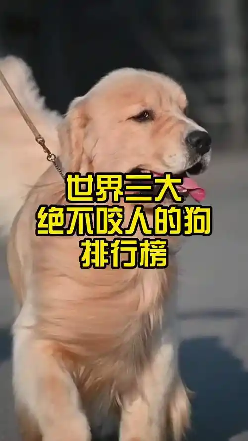 世界三大绝不咬人的狗排行榜l