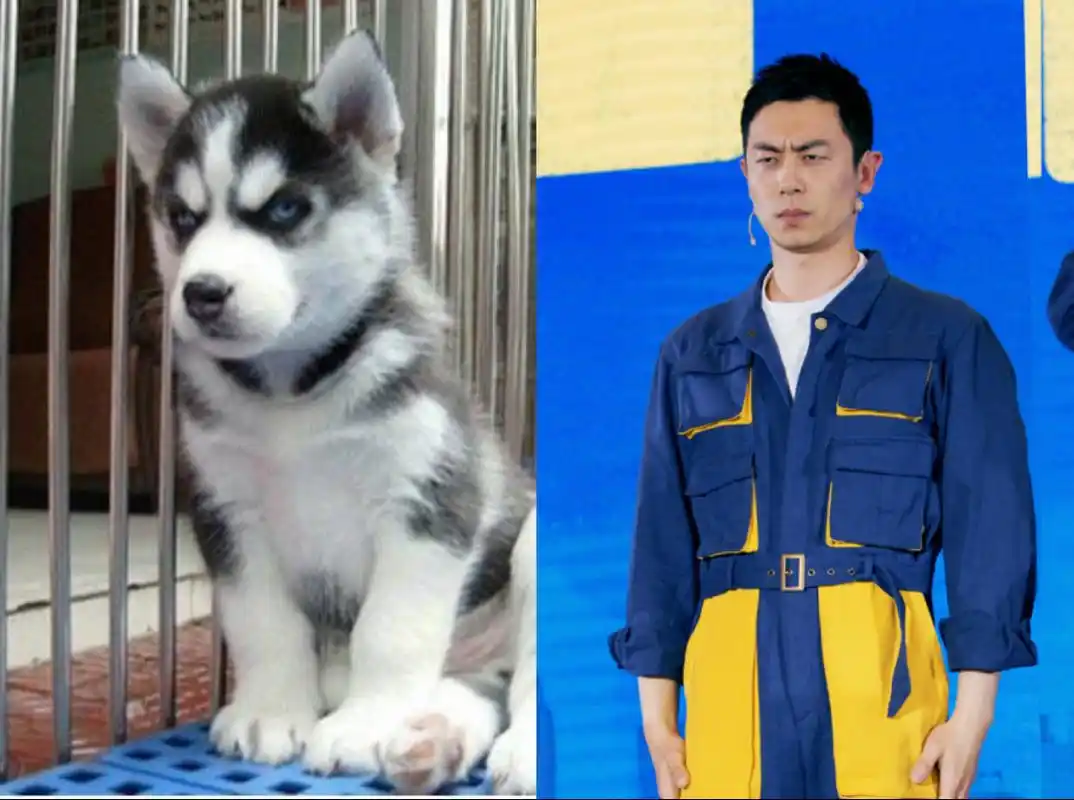 跑男第七季集结,朱亚文代号哈士奇,不明白35岁的他为何而来