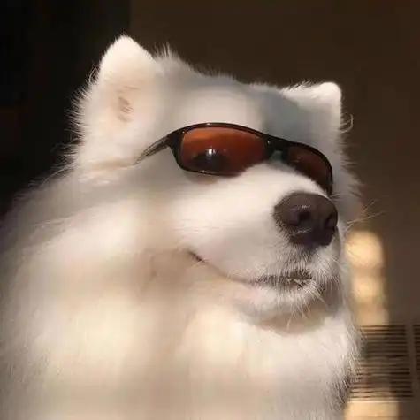 萌宠狗狗高清头像大全 高清头像图片大全 -【爱个性】