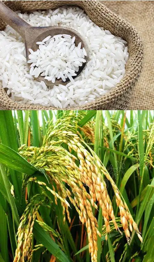 糯稻糯稻种子珍珠糯米水稻种子高产大穗大粒中糯长粒