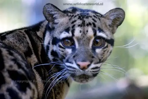clouded leopard (neofelis nebulosa)