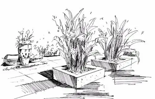 景观植物精致线稿图参考