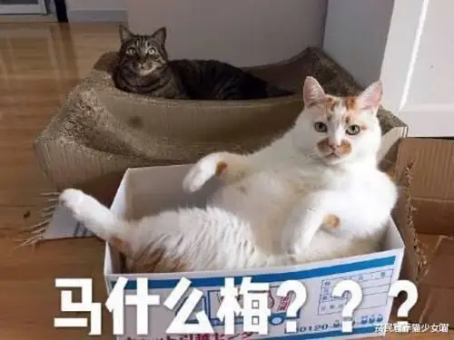 今日份的沙雕记录哈哈哈哈(网图) - 堆糖,美图壁纸兴趣社区