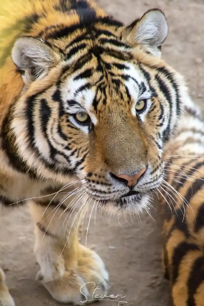 虎年 虎年,就拍几张老虎照片当壁纸吧 #摄影  - 抖音