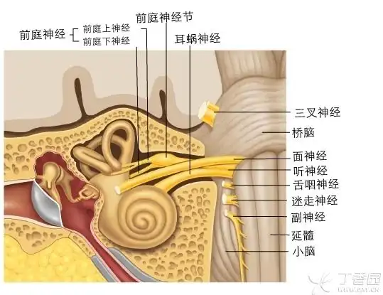 在这里,我们所讲的前庭神经系统,只是限于前庭神经及其神经核,并不