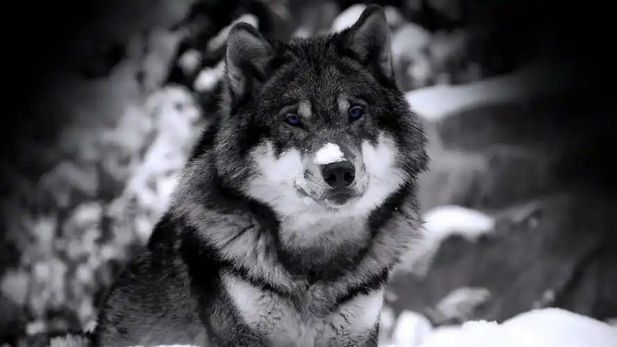 自然动物狼艺术设计选择性着色wolfselectivecoloringanimals壁纸图片